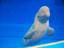 青島海洋公園 青島海洋公園