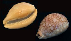 紅牡丹寶螺 紅牡丹寶螺