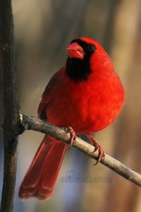 北美紅雀 北美紅雀
