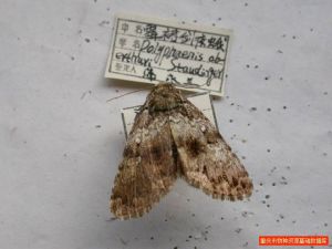 霉裙劍夜蛾 霉裙劍夜蛾