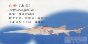白鱘是國家一級保護野生動物，被譽為“長江中的活化石”