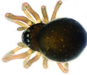 密蛛科迷你蛛 密蛛科迷你蛛