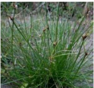 水毛花根 水毛花根