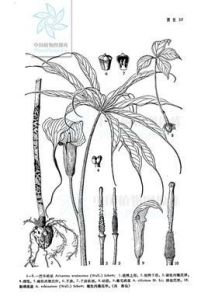 一把傘南星 一把傘南星