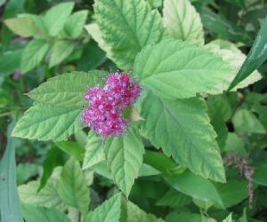 粉花繡線梅 粉花繡線梅