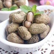 鹽水花生蘆薈 鹽水花生蘆薈