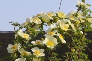 疏花薔薇 疏花薔薇