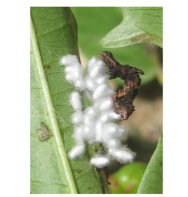 擬寄生物 擬寄生物