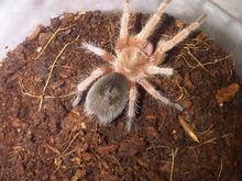 巴拿馬黃金相冊