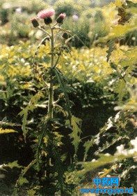 大薊速溶飲 大薊速溶飲