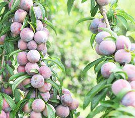 龍灘珍珠李 龍灘珍珠李