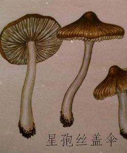 星孢絲蓋傘 星孢絲蓋傘