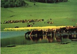 承德壩上草原 承德壩上草原