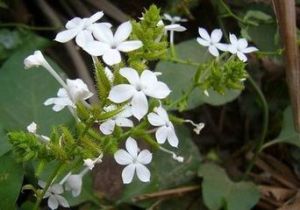 貴州白花丹 (存疑種)