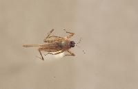 海南鄭蚱 海南鄭蚱