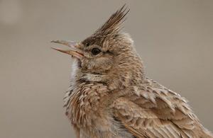 鳳頭百靈高麗亞種 鳳頭百靈高麗亞種