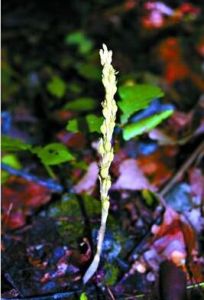 北京無喙蘭 北京無喙蘭