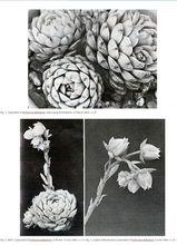 Reid Moran在1967年首次發表E.globulosa