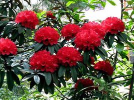 貴州紅山茶 貴州紅山茶