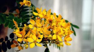 灃東農業博覽園 灃東農業博覽園