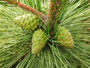 松球[松科植物的球果]