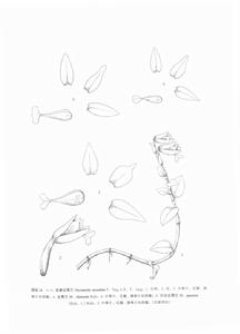 寬瓣全唇蘭 寬瓣全唇蘭