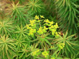 大戟[大戟科大戟屬植物]