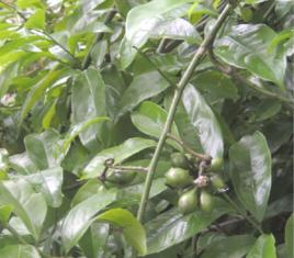 鷹爪花根 鷹爪花根