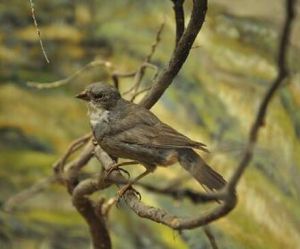 迪卡雀屬 迪卡雀屬