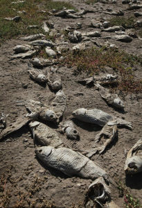7月25日，美國德克薩斯州聖安吉洛市：在費舍湖乾涸的河床上，死魚已經腐爛。