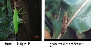 （圖）蟈蟈