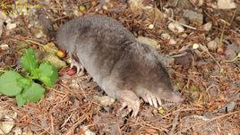 大缺齒鼴 大缺齒鼴