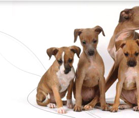 義大利靈緹 義大利靈緹