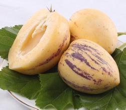 民勤人參果 民勤人參果