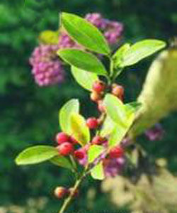 羅浮冬青 羅浮冬青