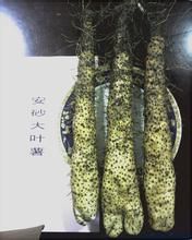 安砂大葉薯 安砂大葉薯