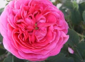 田緣舞沙水晶面膜