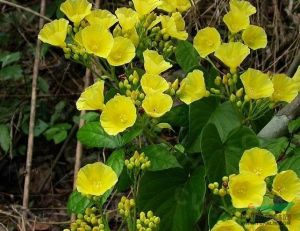 灰毛聚花白鶴藤 灰毛聚花白鶴藤