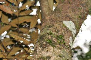 小花鳶尾蘭 小花鳶尾蘭