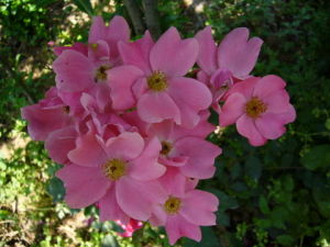 夾竹桃屬 夾竹桃屬