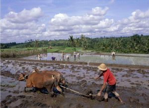 農夫耕田 農夫耕田
