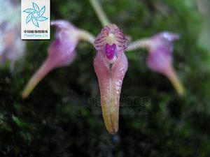 瘤唇卷瓣蘭 瘤唇卷瓣蘭