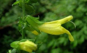 犬形鼠尾草 犬形鼠尾草