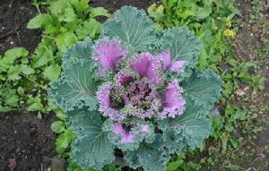 甘藍[芸薹屬植物]