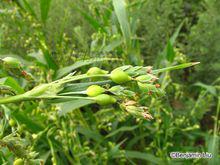薏苡[禾本科薏苡屬植物]