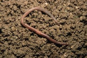 蚯蚓