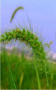 束尾草(原變種) 束尾草(原變種)