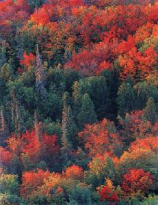 銅鈸山國家森林公園