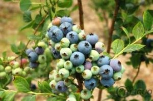 南高叢藍莓 南高叢藍莓