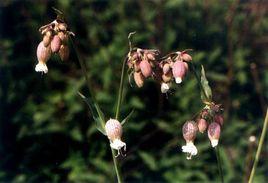 狗筋麥瓶草 狗筋麥瓶草